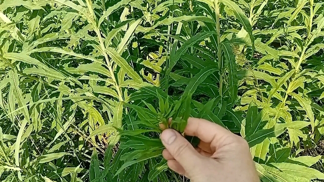 Иван-чай, сбор, ферментация и сушка смотреть онлайн