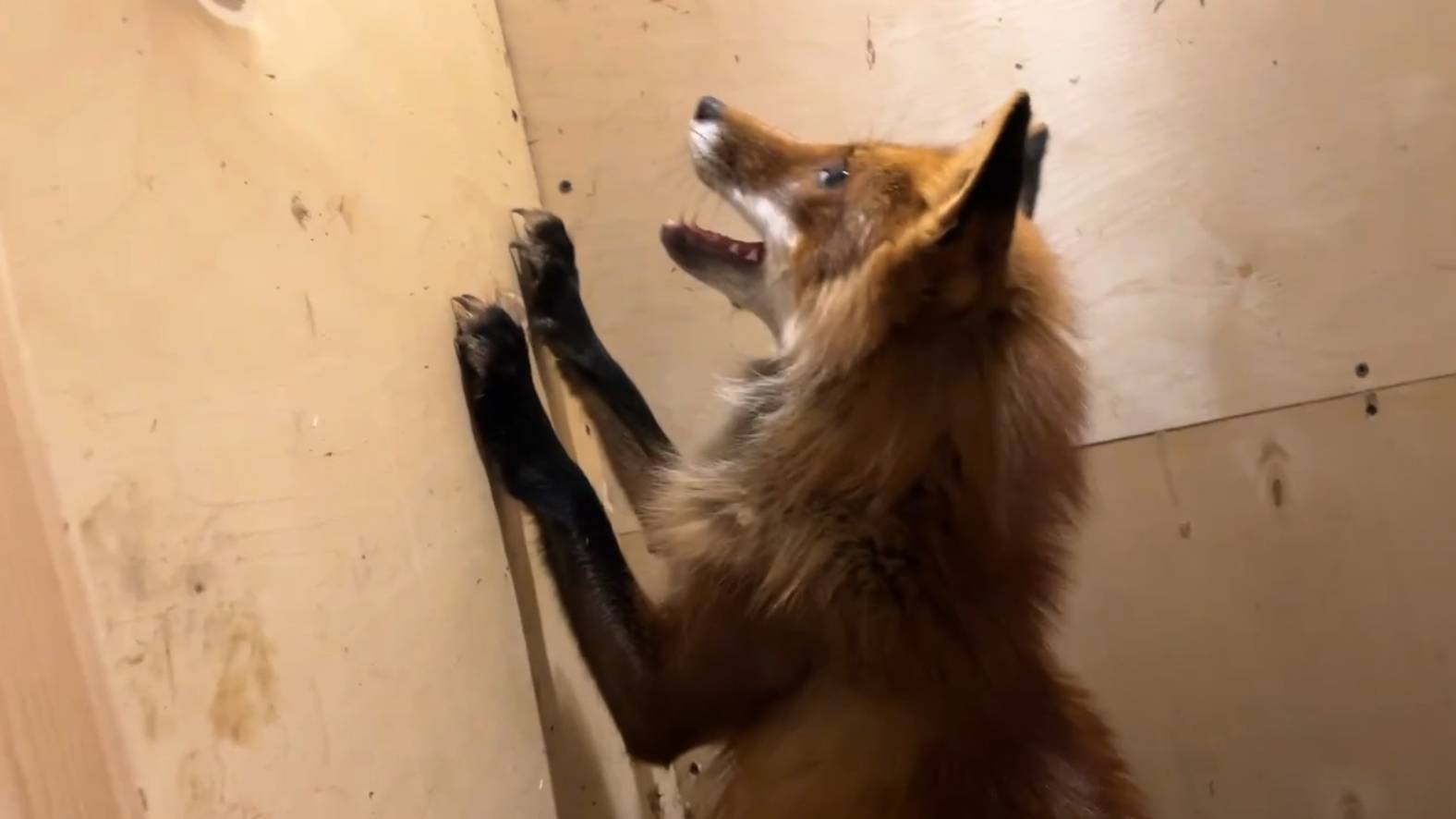 Лиса-Алиса. Лис Игнис охотится на комаров смотреть онлайн