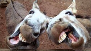 Приколы С Лошадьми--Смешные Лошади-