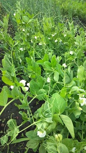 Горох цветёт