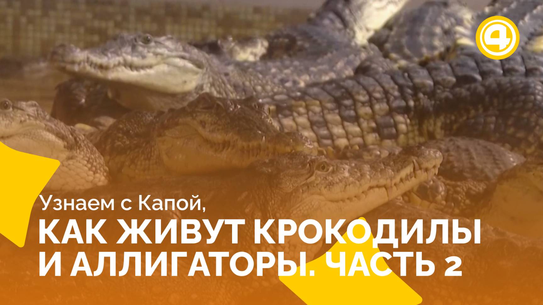 Исследуем жизнь крокодилов вблизи смотреть онлайн