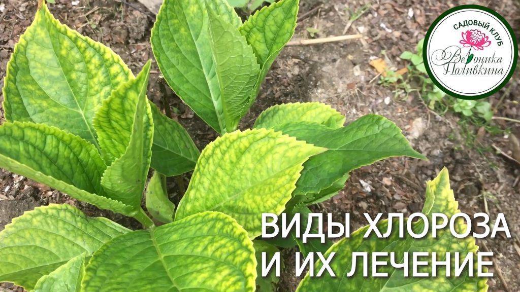 ВИДЫ ХЛОРОЗА смотреть онлайн