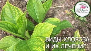 ВИДЫ ХЛОРОЗА