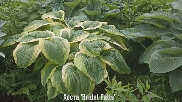 Дача 2 часть 18.06.25. Большие хосты War Paint, Stingray, Bridal Falls, Empress Wu и др. растения смотреть онлайн