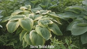 Дача 2 часть 18.06.25. Большие хосты War Paint, Stingray, Bridal Falls, Empress Wu и др. растения