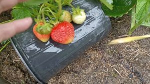 Мой дачный рай. Воспоминания и секреты.