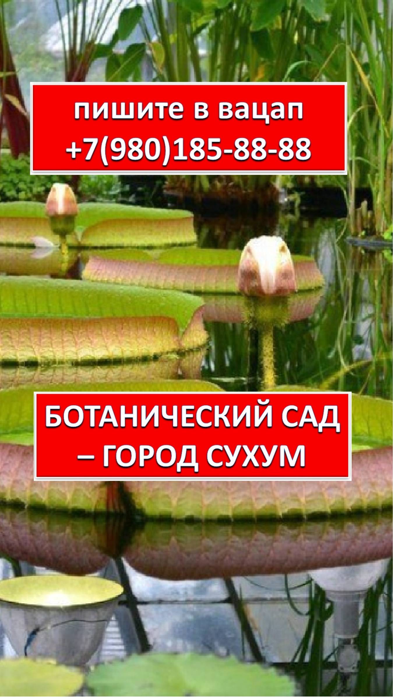 СУХУМ - ГЛАВНЫЙ И САМЫЙ КРУПНЫЙ ГОРОД АБХАЗИИ.

БОТАНИЧЕСКИЙ САД ГОРОДА СУХУМ