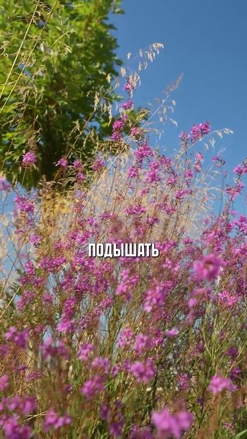 Почему этот ЖК – настоящий эталон?! #primavera #жк #новостройка смотреть онлайн