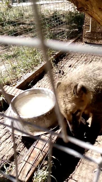 Евпатория//контактный зоопарк//