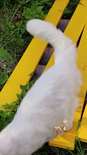 Кошка - строитель и желтые доски. #кошка #шорты 4k смотреть онлайн