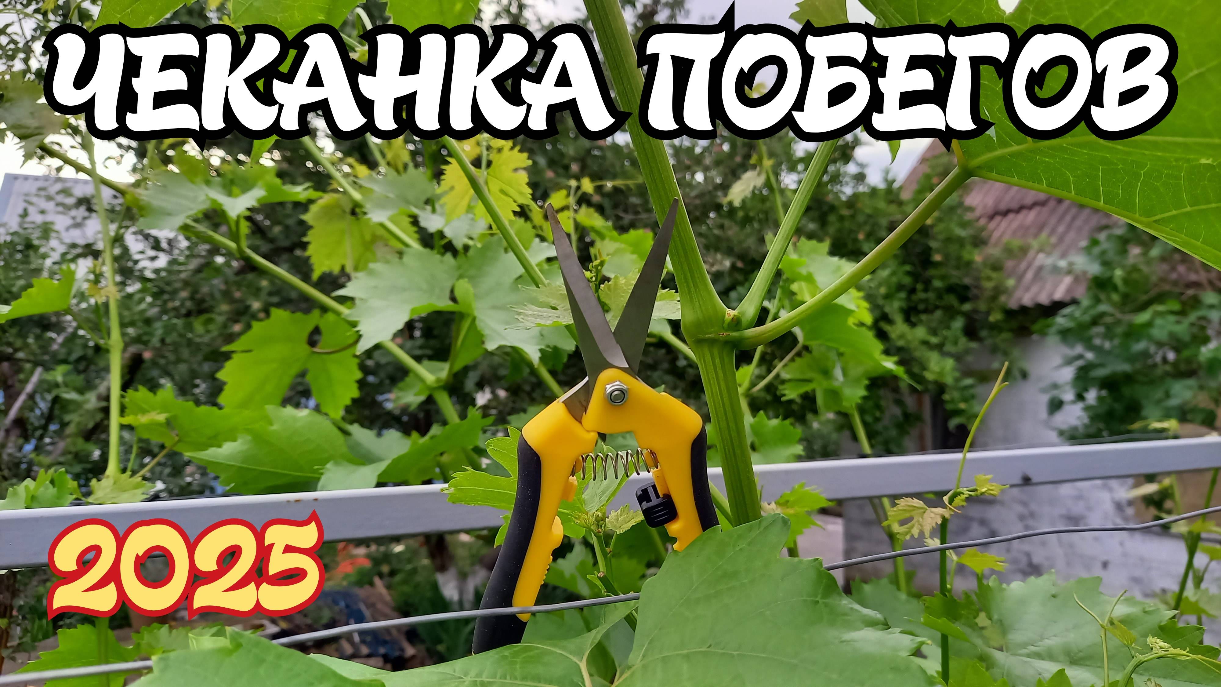 ВРЕМЯ ЧЕКАНИТЬ ПОБЕГИ винограда. смотреть онлайн