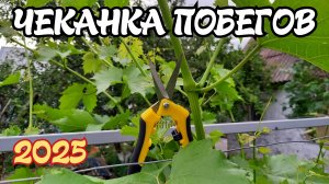 ВРЕМЯ ЧЕКАНИТЬ ПОБЕГИ винограда.