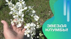 Эффектная, редкая, выносливая — почему экзохорда достойна вашего сада?