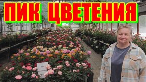 ПИК ЦВЕТЕНИЯ РОЗ!