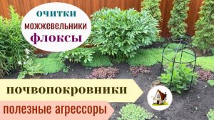 Очитки, можжевельники, флоксы. 17 июня