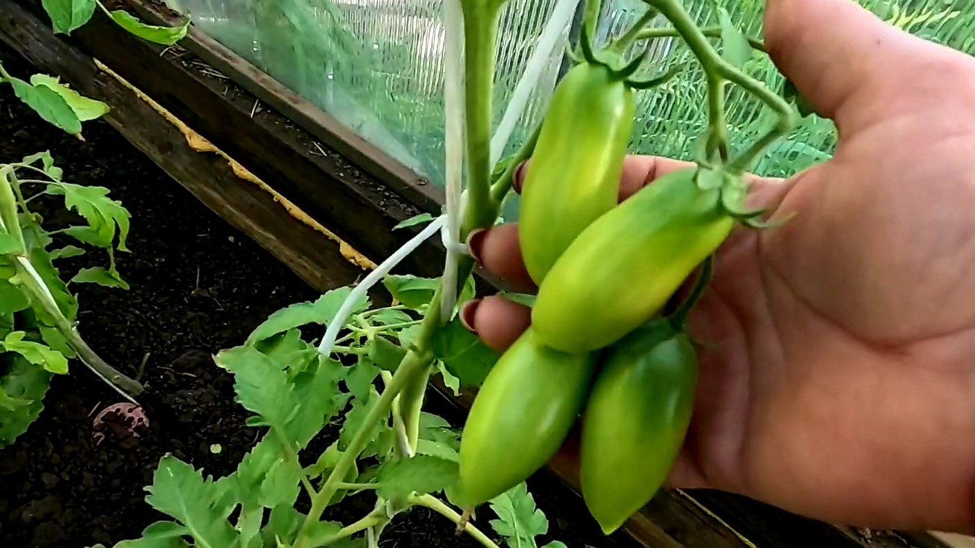 Супер важная ПОДКОРМКА ПОМИДОР!! Почему крутит верхушки томатов? Устраняем причину!! смотреть онлайн