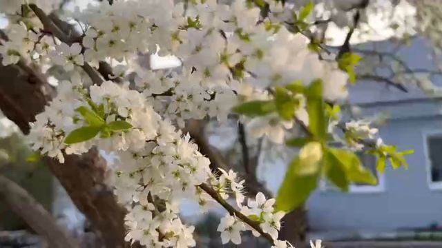 Домашний учёный