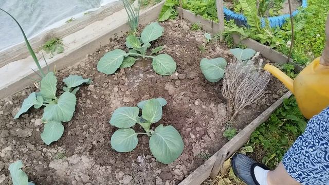 Чем подкормить капусту белокочанную поздних сортов в июне. И других растений. смотреть онлайн