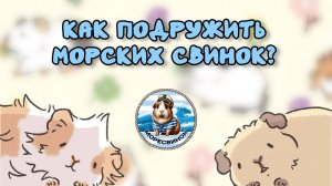 Как подружить двух морских свинок?