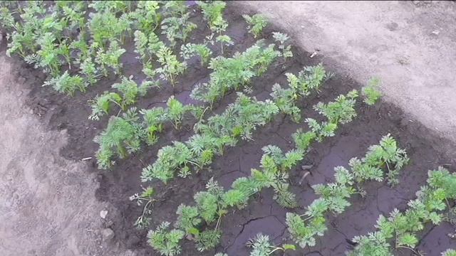 Подкормка овощей