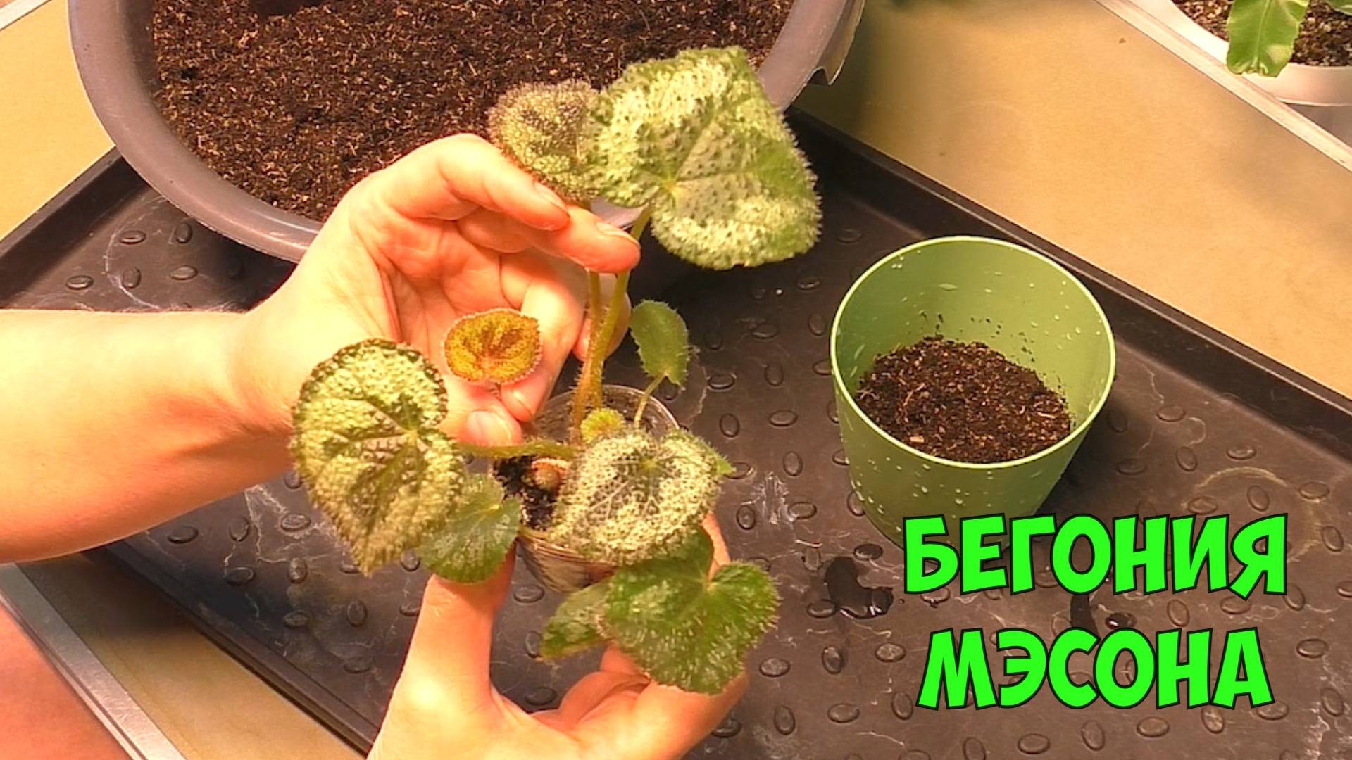 Бегония Мэсона. Перевалка подростка выращенного из фрагмента листа. смотреть онлайн