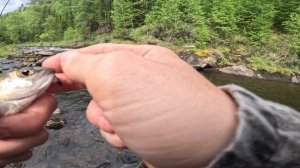 Рыбалка на таежной речке / Река Половинка / Тайга / Рыба моей мечты / Сибирь /