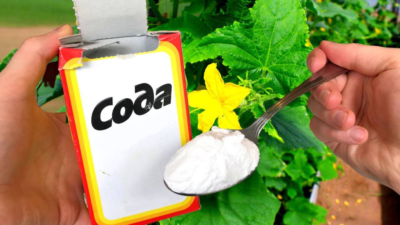 Забудьте о химии! Как сода пищевая защищает огурцы и томаты от вредителей и болезней!