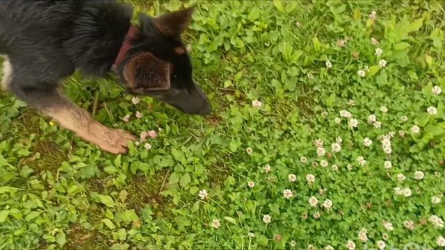 ДНЭ Лакшери 5 месяцев. немецкая овчарка. смотреть онлайн