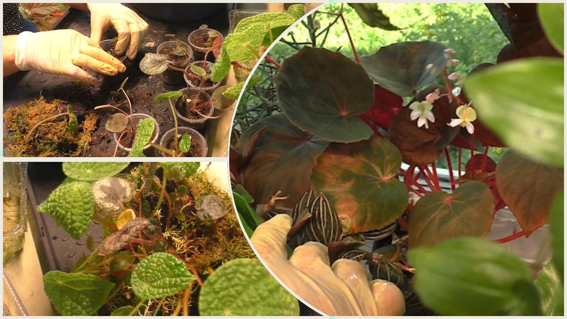 Природные бегонии. Размножение из листа. Пересадка из мха в грунт. Разговор о насущном. смотреть онлайн