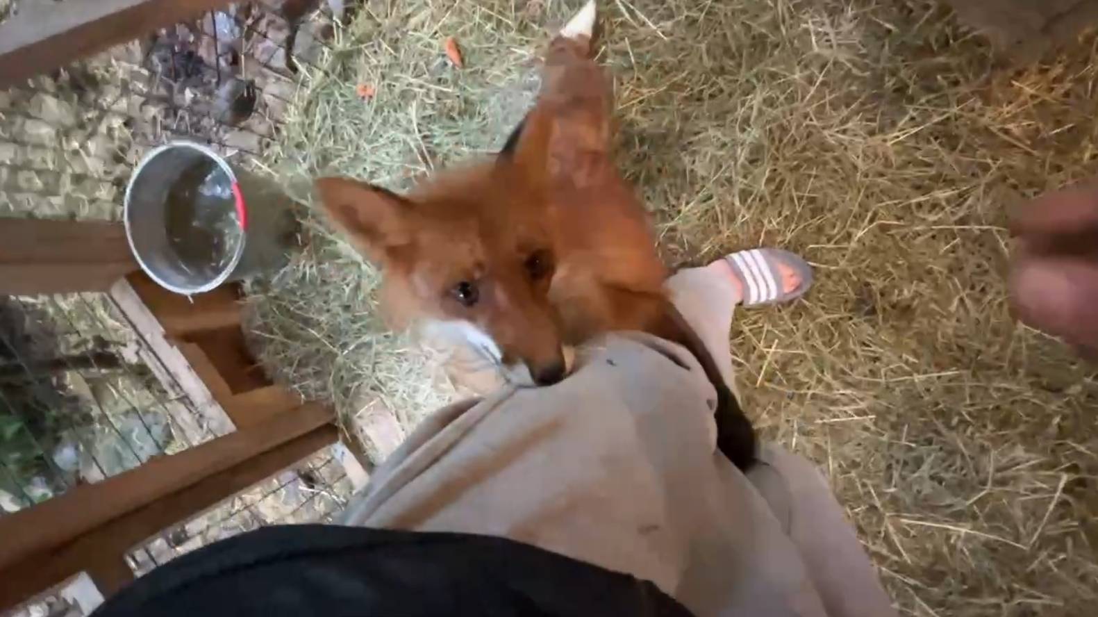 Лиса-Алиса. Дождливое утро с лисом Игнисом смотреть онлайн