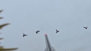 Охота на гуся. Прекрасный налет и море движухи.