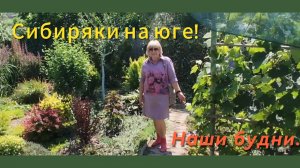 Переехали в Адыгею/Работа в саду/Шелковица созрела/Прогулка по магазинам/