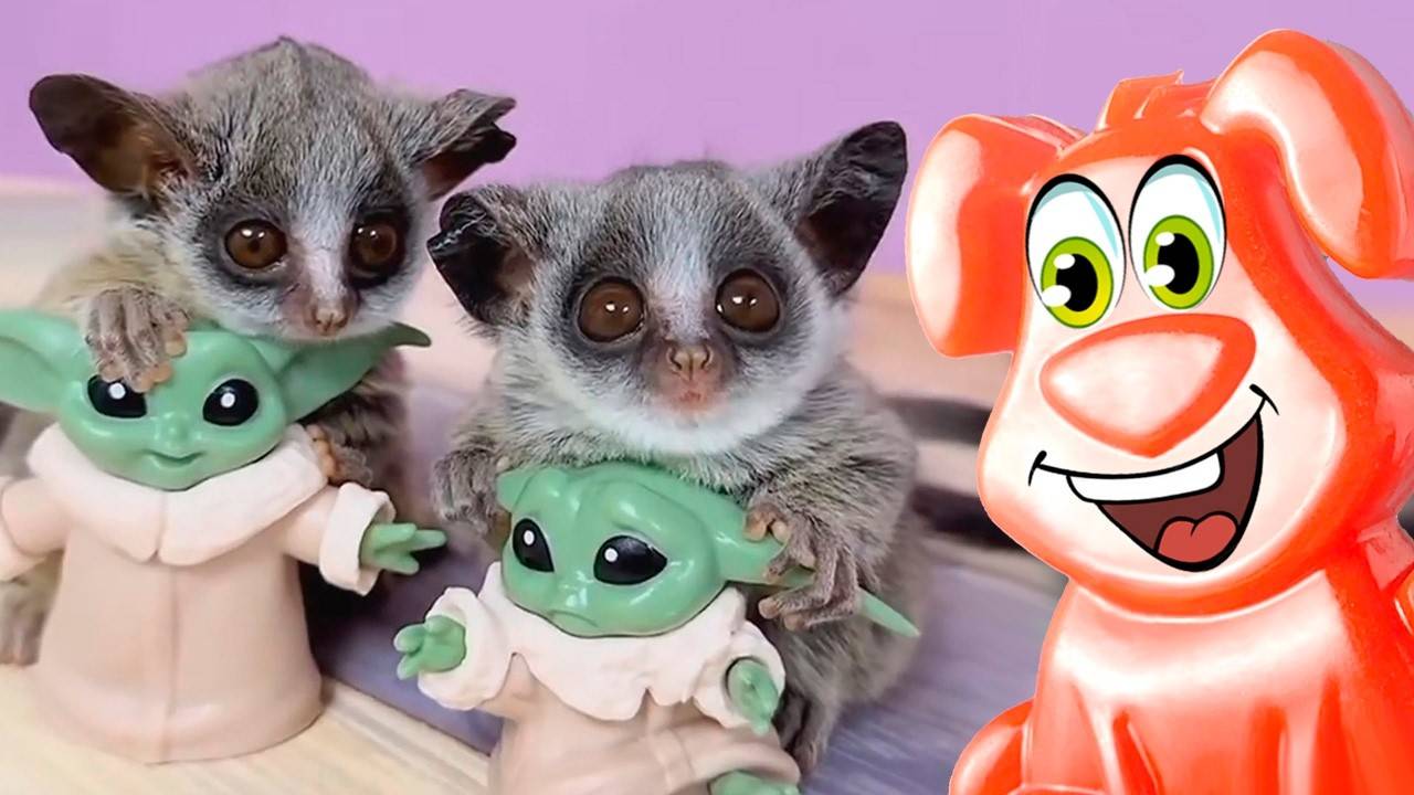 Малыш Галаго пригласил Стасика в гости. Стасик познает Японию