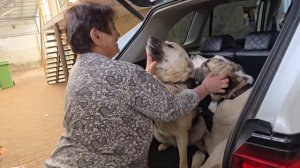 Уезжаем в Москву с Нукером, Боней и Вуком. Нукера на Кт лапы для создания пластины. В конце треш 😱