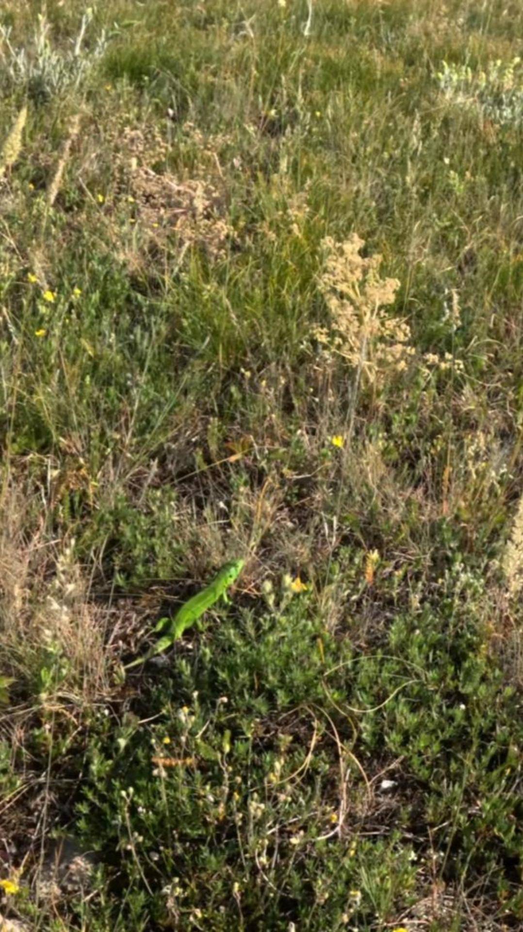 Ящерица прыткая