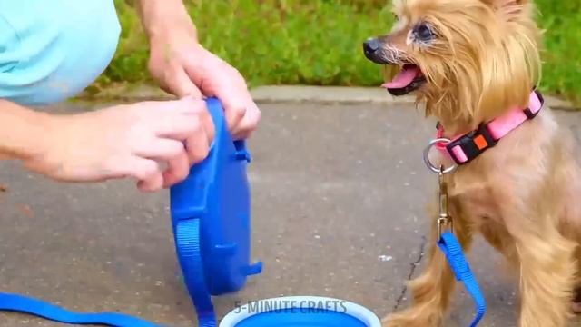 The Best Pet Hacks For Smart Pet Owners