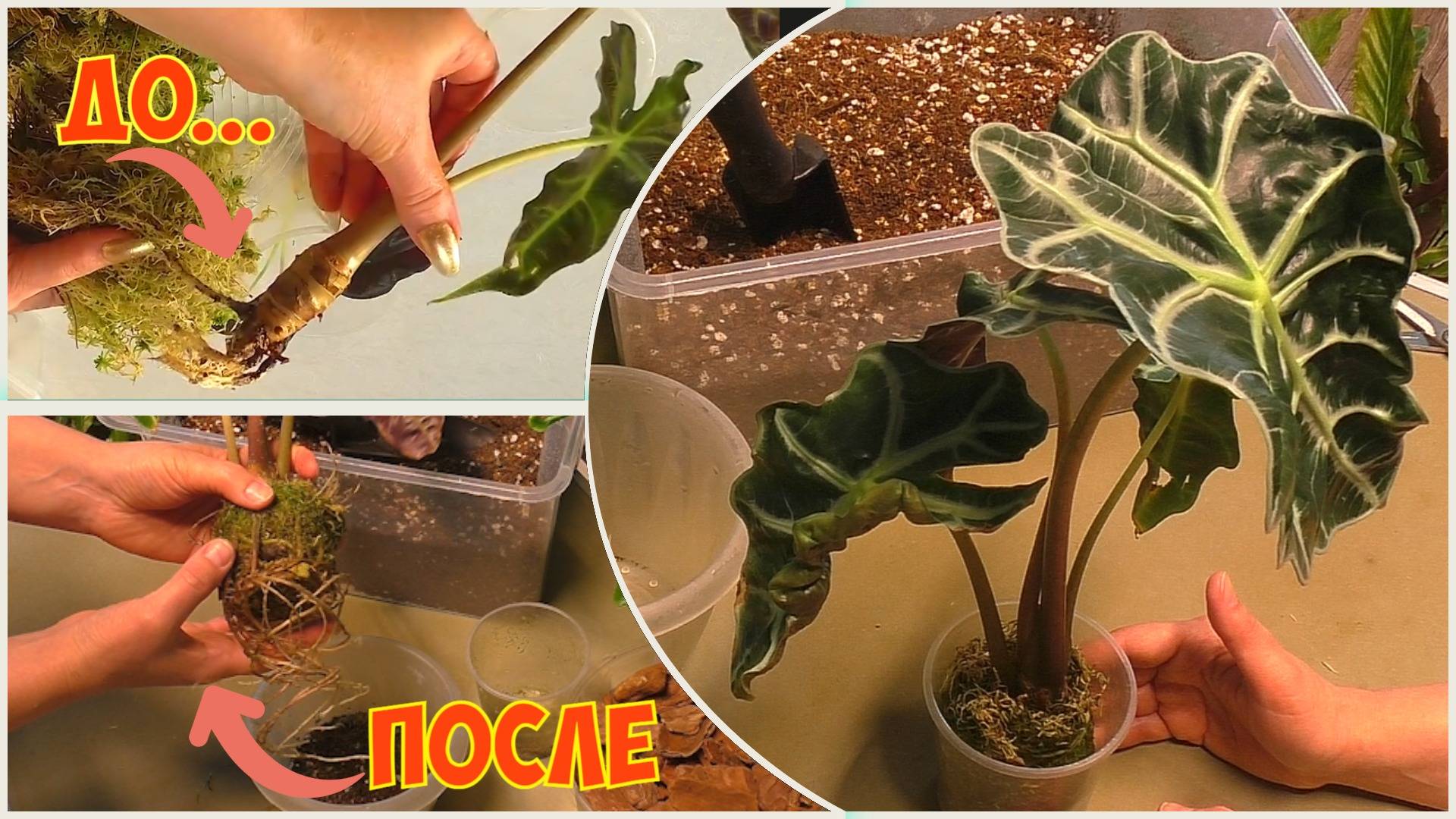 АЛОКАЗИЯ. Пересадка ПОСЛЕ РЕАНИМАЦИИ. Как подобрать ГОРШОК и ОТДЕЛИТЬ КЛУБНИ смотреть онлайн