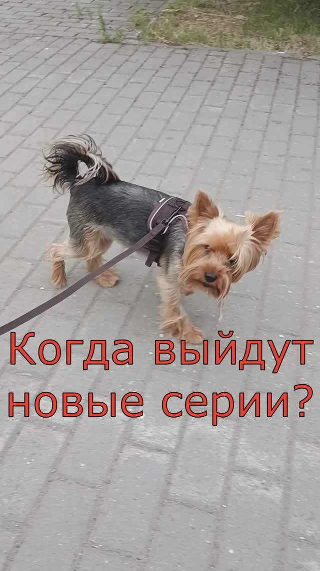 Когда выйдет новая серия Кожаный и шерстяной