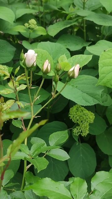 После дождя смотреть онлайн