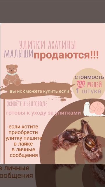 продаю улиток ❤️