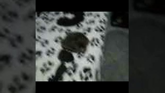 первое видео снятое на IPhone 23