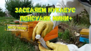 Как заселить нуклеус Пеноулик мини плюс