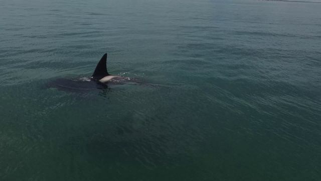 Касатки в районе села Таранай, остров Сахалин 19.06.2025