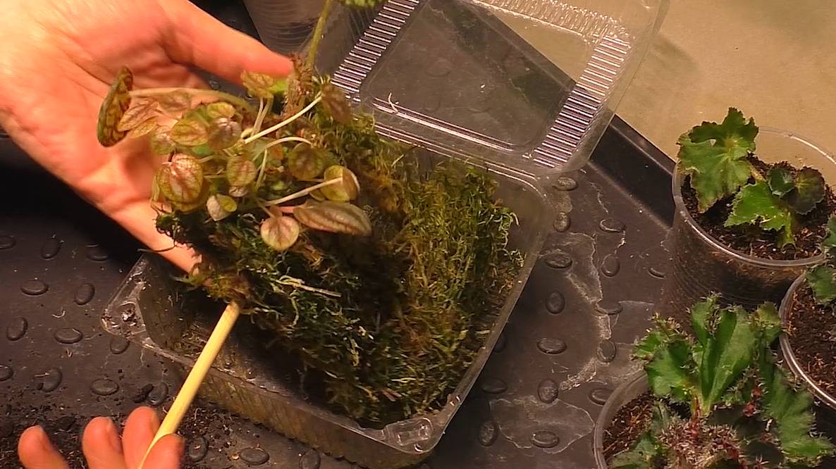 Цветочные будни. Отделяю деток наросших в контейнере от листьев бегоний и пеперомии. смотреть онлайн