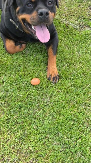 Собака охраняет яйцо!))