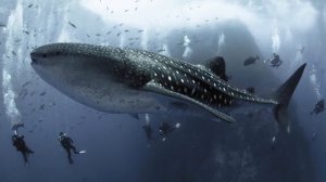 ✨Спокойной ночи, малыши✨071/2025 Чемпионы просто так