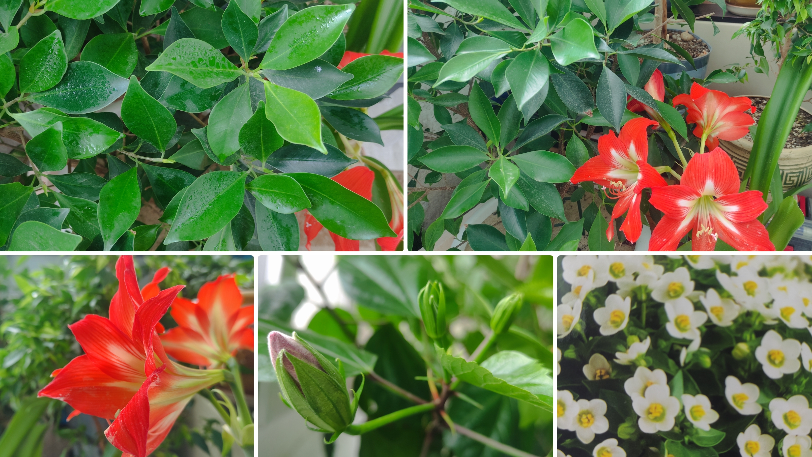 Мои цветы на балконе.Гиппеаструм.Гибискус. Фикус мелкоплодный.Питахайя.Черенки Замиокулькаса.Кабея. смотреть онлайн