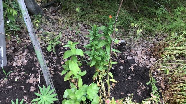 Закон подлости в действии. Начала расчищать каменную дорожку смотреть онлайн