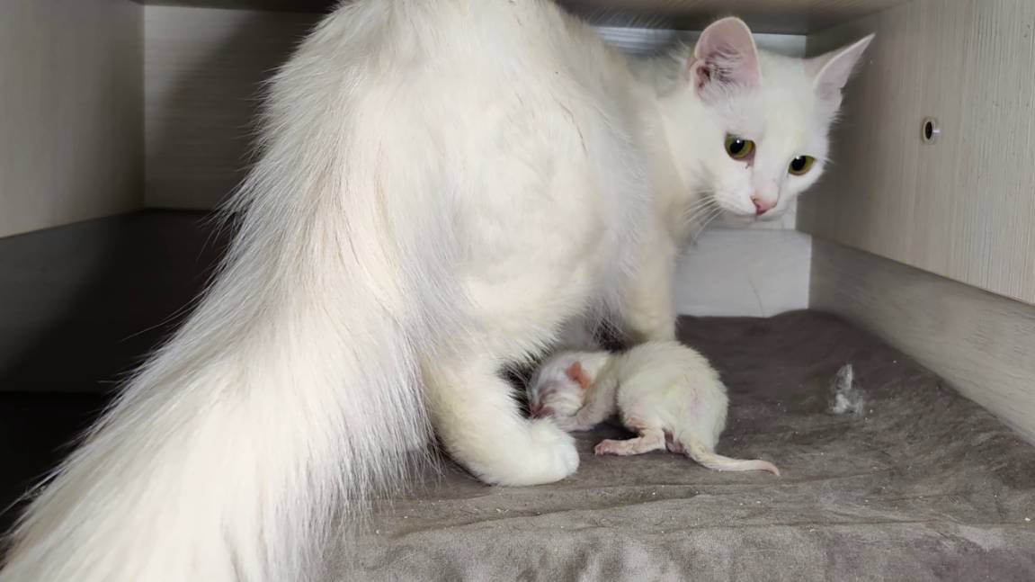 Новорожденный котенок. Как мама-кошка общается со своим новорожденным котенком. Интересные моменты. смотреть онлайн