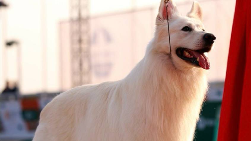 MIG IZBB - лучший представитель породы  выставки Россия 2025